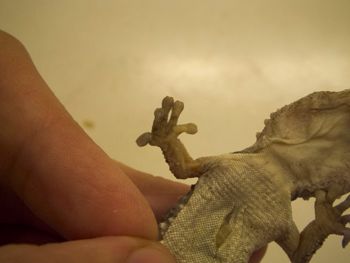 Media type: image;   Herpetology R-183771